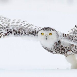 Meet your Posher, Alexandra